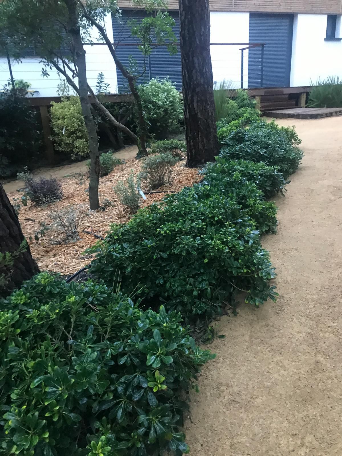 Bordure d'arbustes persistants vert foncé le long d'une allée de gravier ocre, avec paillis de bois et troncs d'arbres menant à une maison moderne.