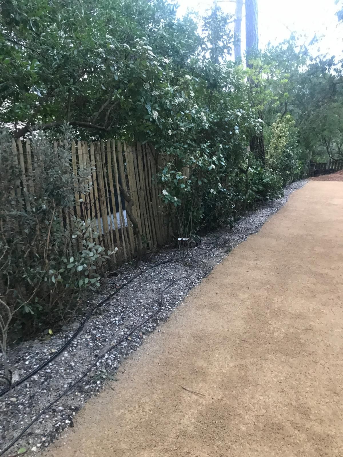 Allée de gravier beige bordée d'une haie dense fleurie devant une clôture en lattes de bois naturel et d'un lit de gravier gris.