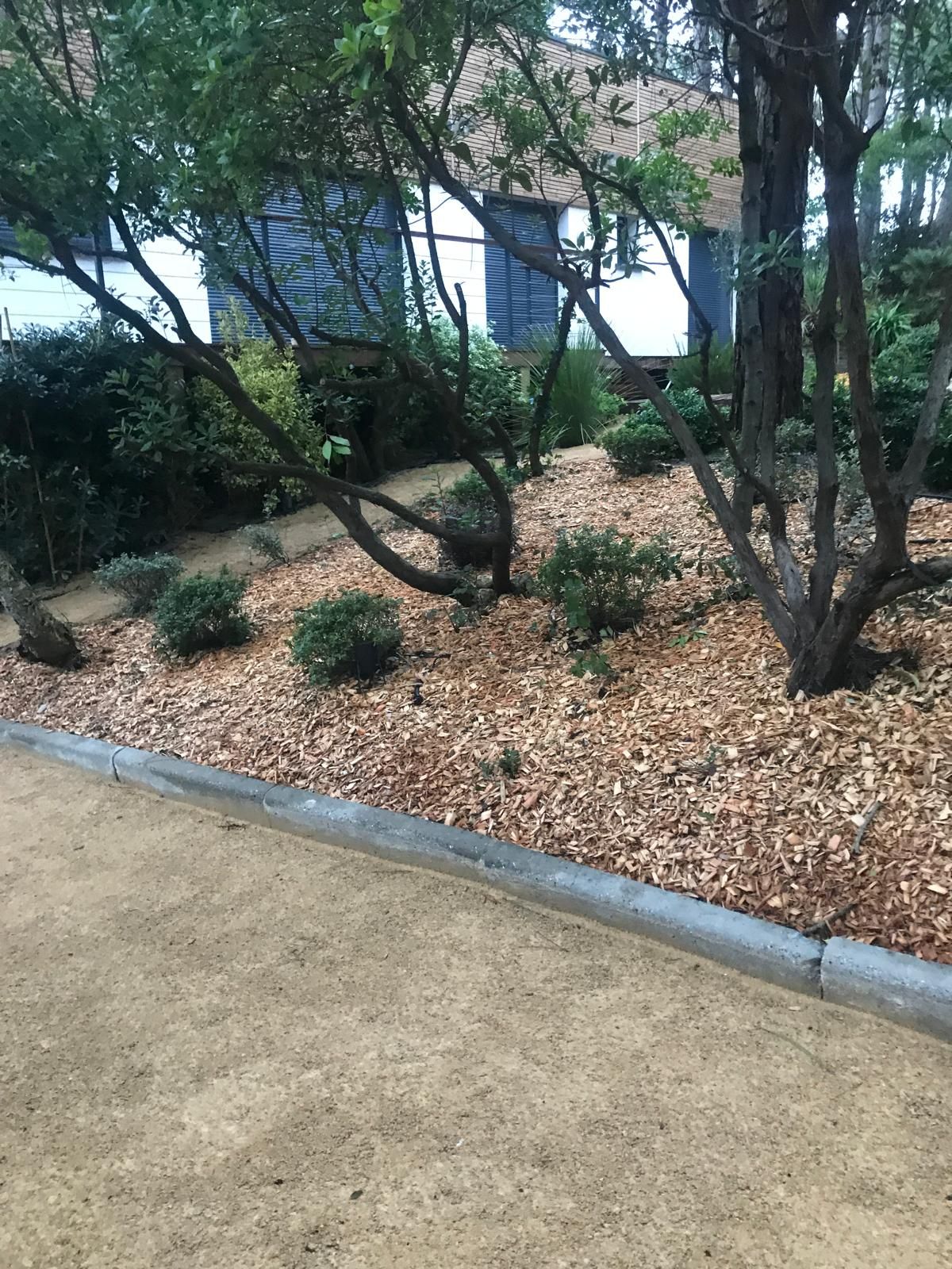 Aménagement paysager devant une maison moderne avec paillis de copeaux de bois, plantes basses, arbres et un chemin de terre battue bordé de béton.