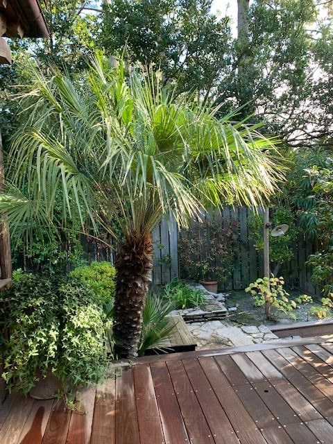 Palmier à tronc rugueux entouré d'un feuillage vert luxuriant, surplombant une terrasse en bois foncé et un jardin clôturé en arrière-plan.